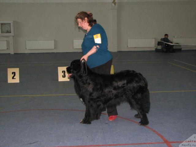 Фото: ньюфаундленд Маг Исполин Илья Муромец