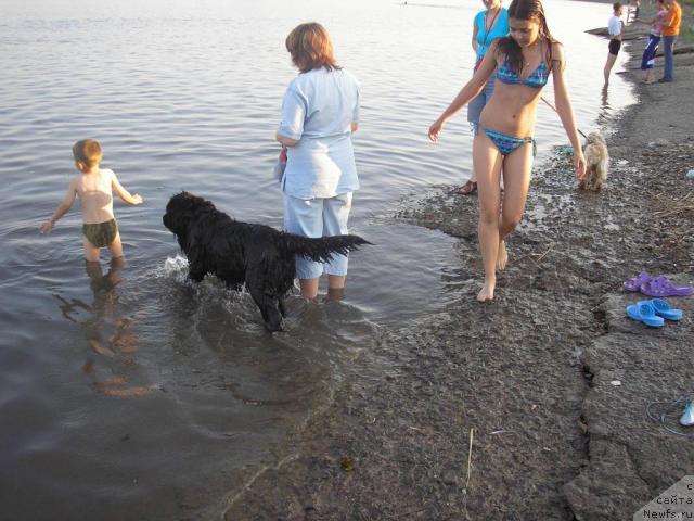 Фото: ньюфаундленд Оттава (Ottava)