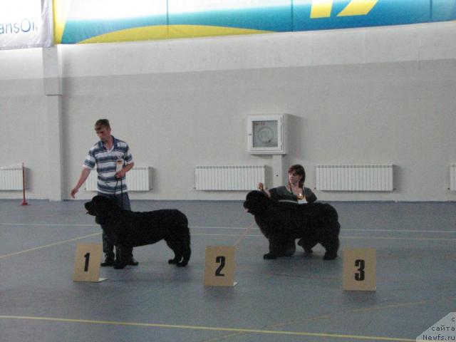 Фото: ньюфаундленд Рокот Волны Варга Кара Аюлар (Rokot Volny Varga Kara Ayular), Саша файзуллин, ньюфаундленд Дикая Орхидея от Сибирского Медведя (Dikaya Orchidea ot Sibirskogo Medvedja), Ирина Черникова