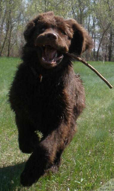 Фото: ньюфаундленд Лесная Сказка Королевский Медведь (Lesnaja Skazka Korolevskiy Medved)