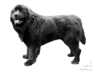 Фото: ньюфаундленд Жашот Ют Та