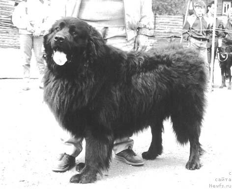 Фото: ньюфаундленд Эдмон Полонез оф Лайф Сейвер