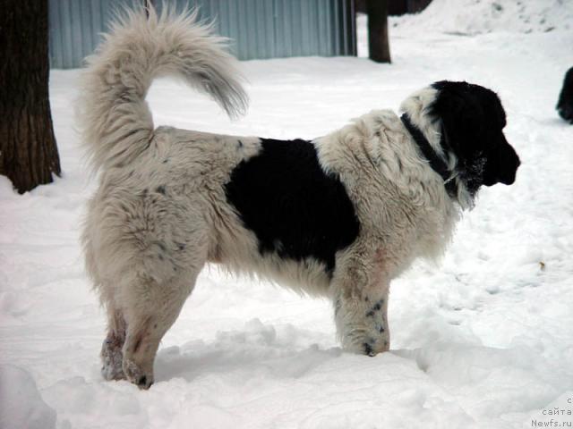 Фото: ньюфаундленд Атилла