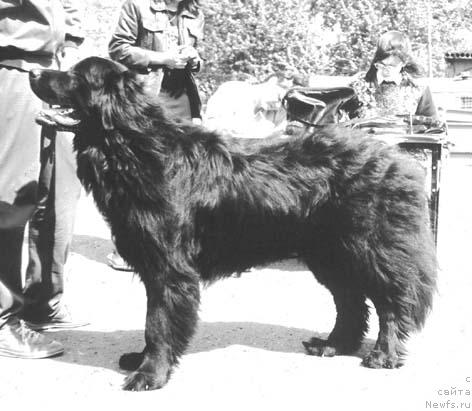 Фото: ньюфаундленд Фредди Хидгел