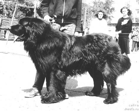 Фото: ньюфаундленд Янис Денесс оф Лайф Сейвер