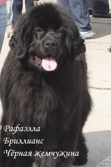 Фото: ньюфаундленд Рафаэлла Бриллианс Черная Жемчужина