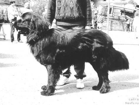 Фото: ньюфаундленд Януш Денесс оф Лайф Сейвер