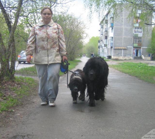 Фото: Ольга Скуматенко, ньюфаундленд Супер Бизон Гера, Тимошка