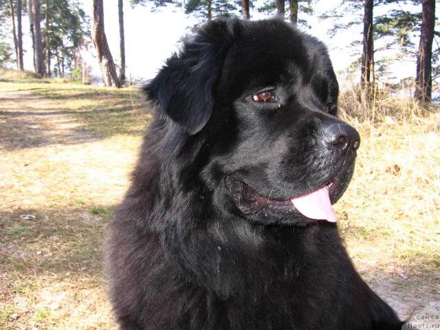Фото: ньюфаундленд Лаэрт Биг Френд (Laert Big Friend)