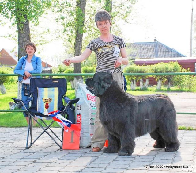 Фото: ньюфаундленд Юнспотид Хай Из Медвежьего Яра (Yunspotid Hay iz Medvejyego Yara), Елена Кропотова