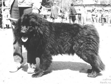 Фото: ньюфаундленд Акбар Ион оф Лайф Сейвер