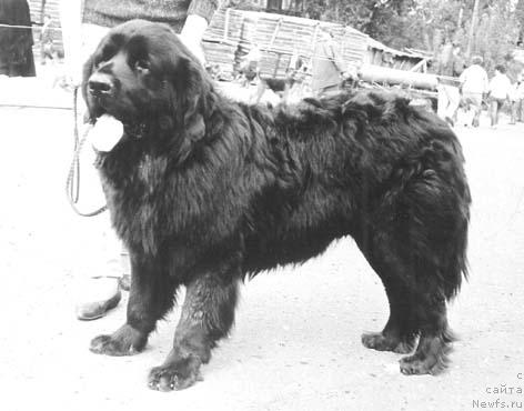 Фото: ньюфаундленд Фэнди Фаор