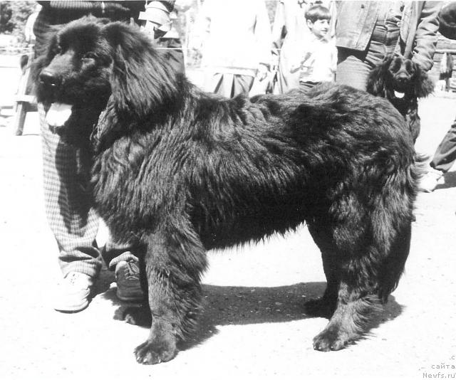 Фото: ньюфаундленд Ельнар Джелор оф Лайф Сейвер