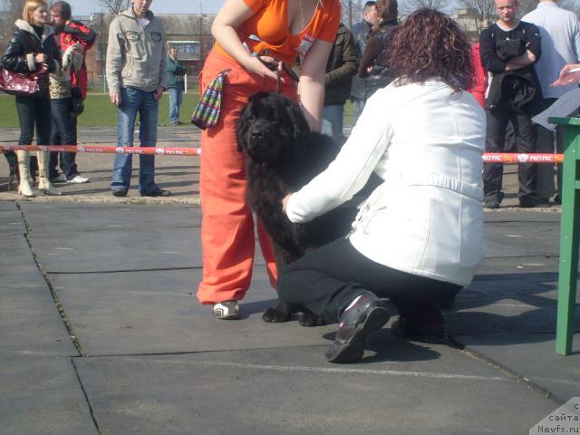 Фото: ньюфаундленд Полночная Звезда