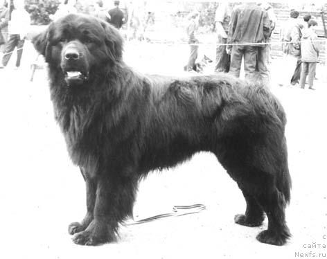 Фото: ньюфаундленд Ульнар Паж оф Лайф Сейвер