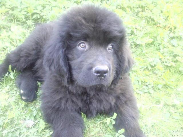 Фото: ньюфаундленд Любимый Ловелас