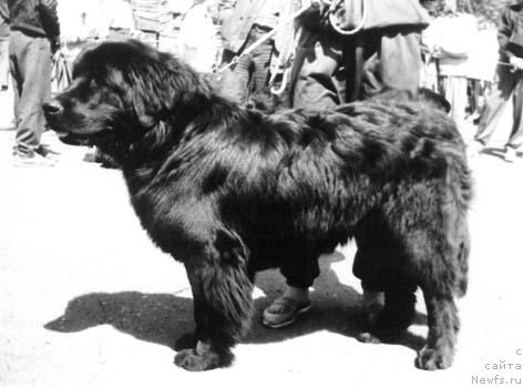 Фото: ньюфаундленд Жермон Адми Ни оф Лайф Сейвер