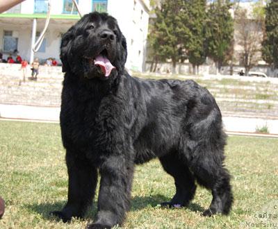 Фото: ньюфаундленд Богдана Кара Дениз