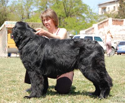 Фото: ньюфаундленд Богдана Кара Дениз