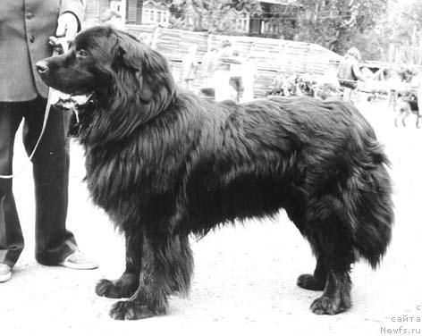 Фото: ньюфаундленд Адмирал Алдарт