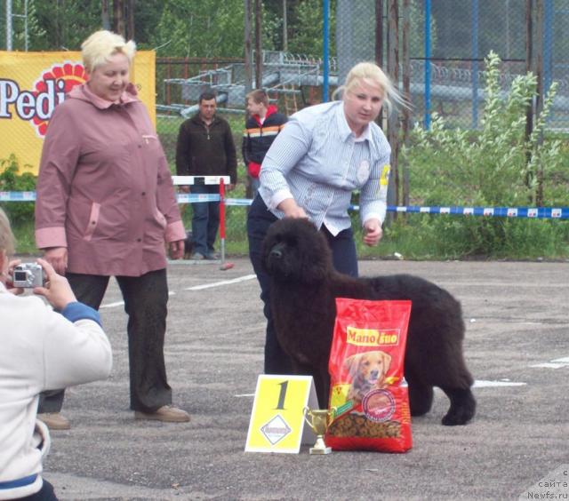 Фото: ньюфаундленд Endowed By Spirit Midnight Bear, Анастасия Заливако