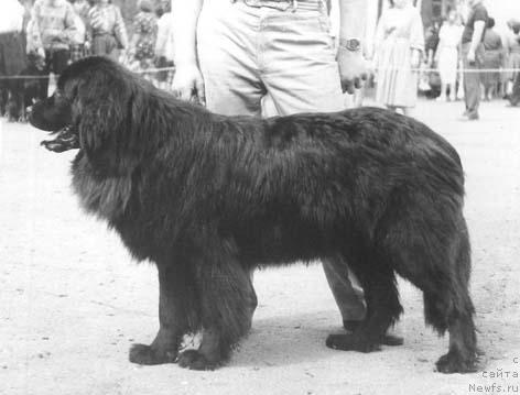 Фото: ньюфаундленд Алель Алдарт