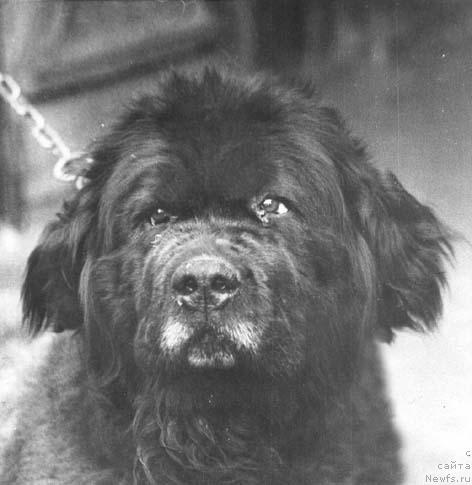 Фото: ньюфаундленд Оскар Явольф