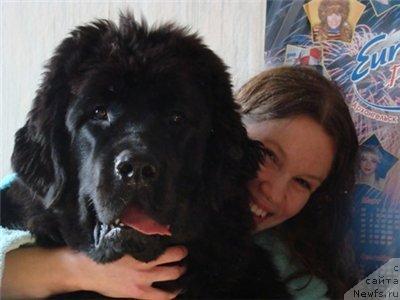 Фото: ньюфаундленд Арх Бьюти Окси Свет, Анастасия Мищенко