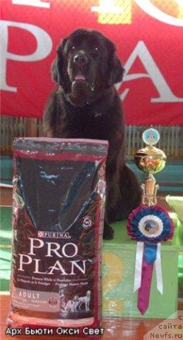 Фото: ньюфаундленд Арх Бьюти Окси Свет