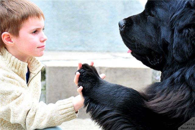 Фото: ньюфаундленд Плюшевая Панда Искрящийся Калипсо (Plushevaya Panda Iskryaschiysya Calipso)