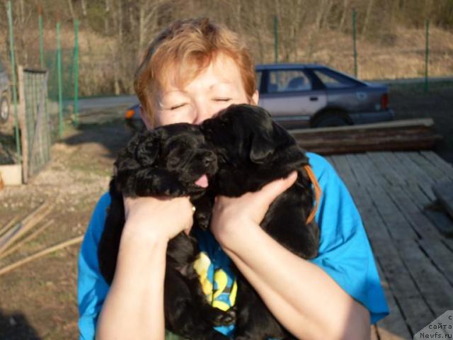 Фото: ньюфаундленд Акватория Келвин Графиня Вишенка