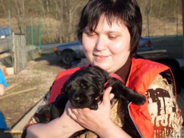 Фото: ньюфаундленд Акватория Келвин Графиня Вишенка