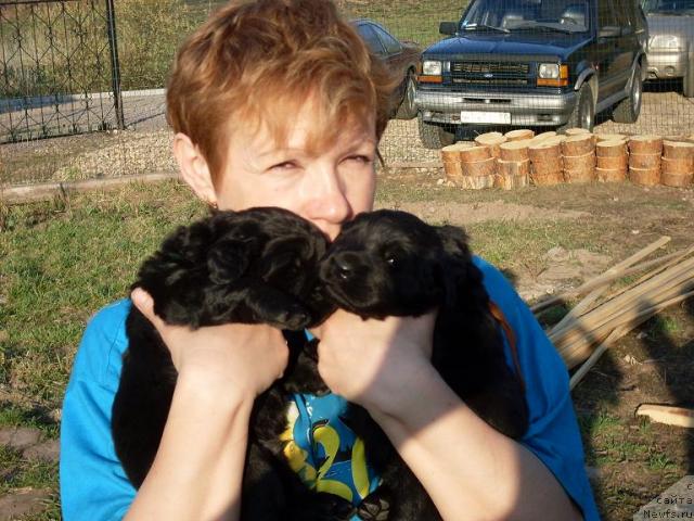 Фото: ньюфаундленд Акватория Келвин Графиня Вишенка