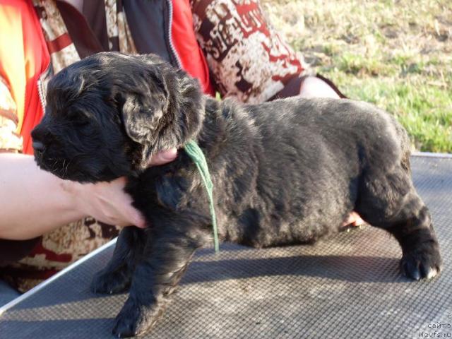 Фото: ньюфаундленд Акватория Келвин Графиня Вишенка