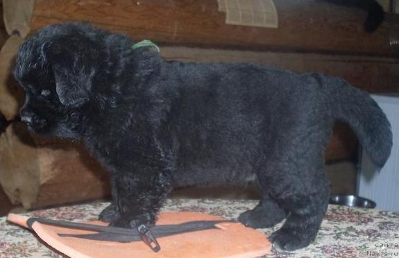 Фото: ньюфаундленд Акватория Келвин Графиня Вишенка