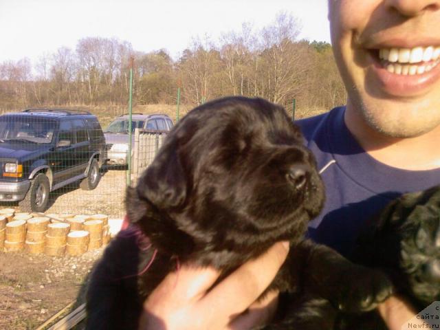 Фото: ньюфаундленд Акватория Келвин Графиня Вишенка