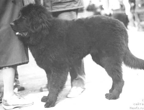 Фото: ньюфаундленд Хосси Ялар