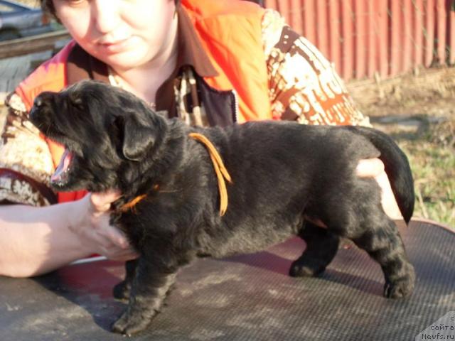 Фото: ньюфаундленд Акватория Келвин Графиня Вишенка