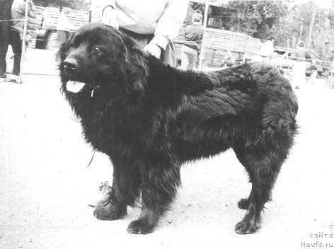 Фото: ньюфаундленд Портос Хим Эсс