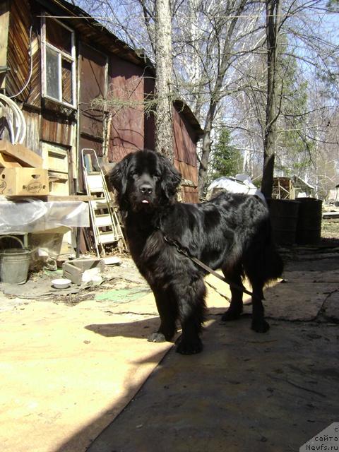 Фото: ньюфаундленд Амазонка Эми Чардишик