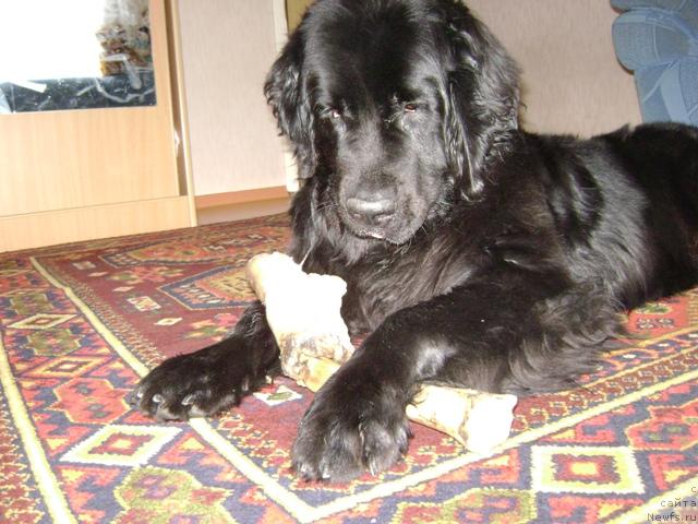 Фото: ньюфаундленд Амазонка Эми Чардишик