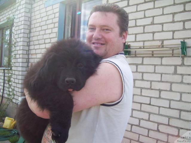 Фото: ньюфаундленд Лихой Казак, Анатолий
