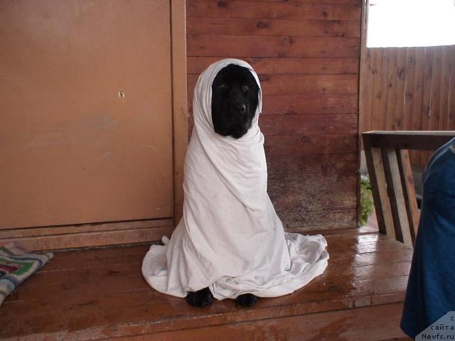 Фото: ньюфаундленд Рафаэлла Бриллианс Черная Жемчужина