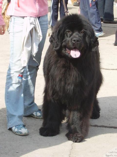 Фото: ньюфаундленд Рафаэлла Бриллианс Черная Жемчужина