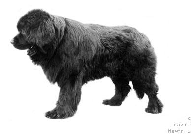 Фото: ньюфаундленд Рокки Жанесс