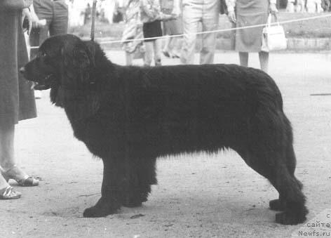 Фото: ньюфаундленд Брекан Цинда