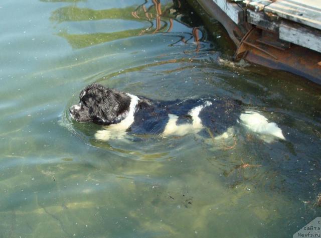 Фото: ньюфаундленд Маг Исполин Инфанта (Mag Ispolin Infanta)