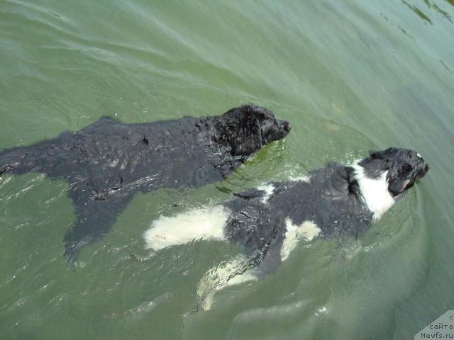 Фото: ньюфаундленд Маг Исполин Инфанта (Mag Ispolin Infanta), ньюфаундленд Маг Исполин Гардарика (Mag Ispolin Gardarika)