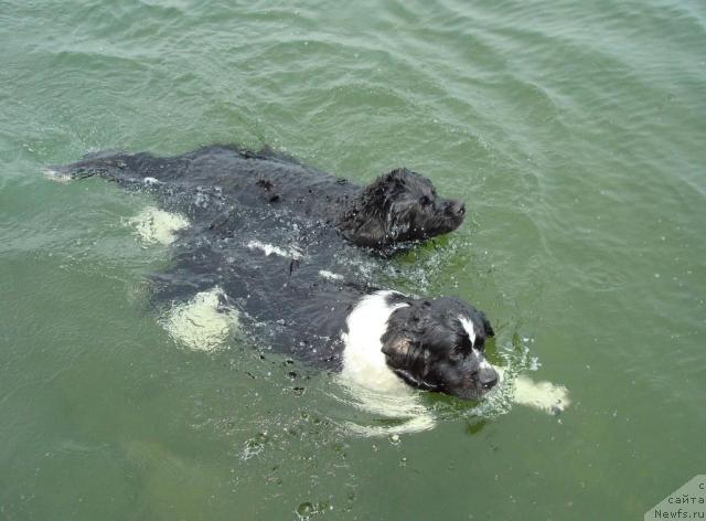 Фото: ньюфаундленд Маг Исполин Гардарика (Mag Ispolin Gardarika), ньюфаундленд Маг Исполин Инфанта (Mag Ispolin Infanta)