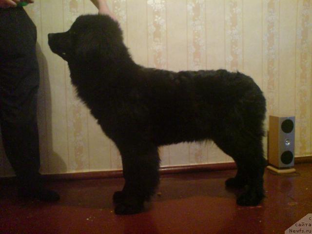 Фото: ньюфаундленд Колдовская Любовь